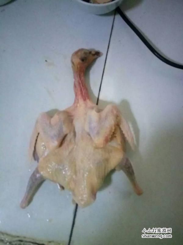 乳鸽褪毛洗净