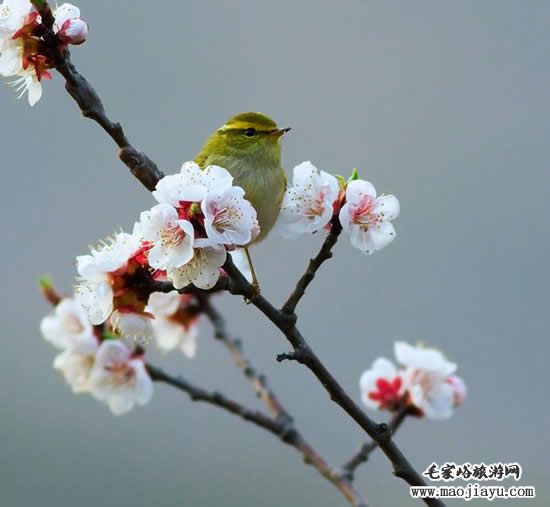 春天毛家峪农家院山花开放了