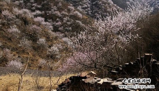 毛家峪附近山坡的野桃花开放景象