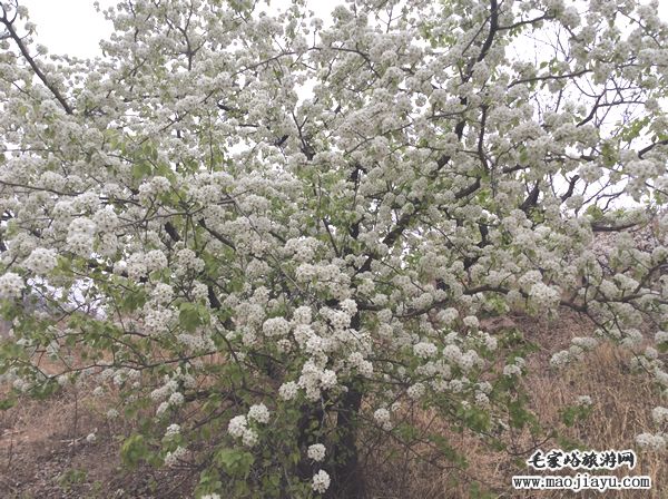 蓟县山区春季最盛放最具规模的花当属梨花