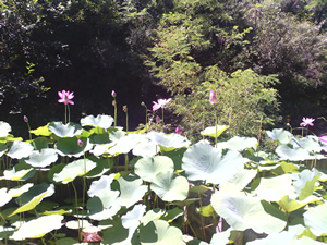 长寿村山脚下的千米莲池-粉色的莲花与世无争